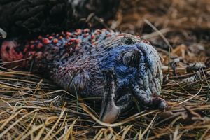 Dark feathers and grass detail in outdoor hunting scene.