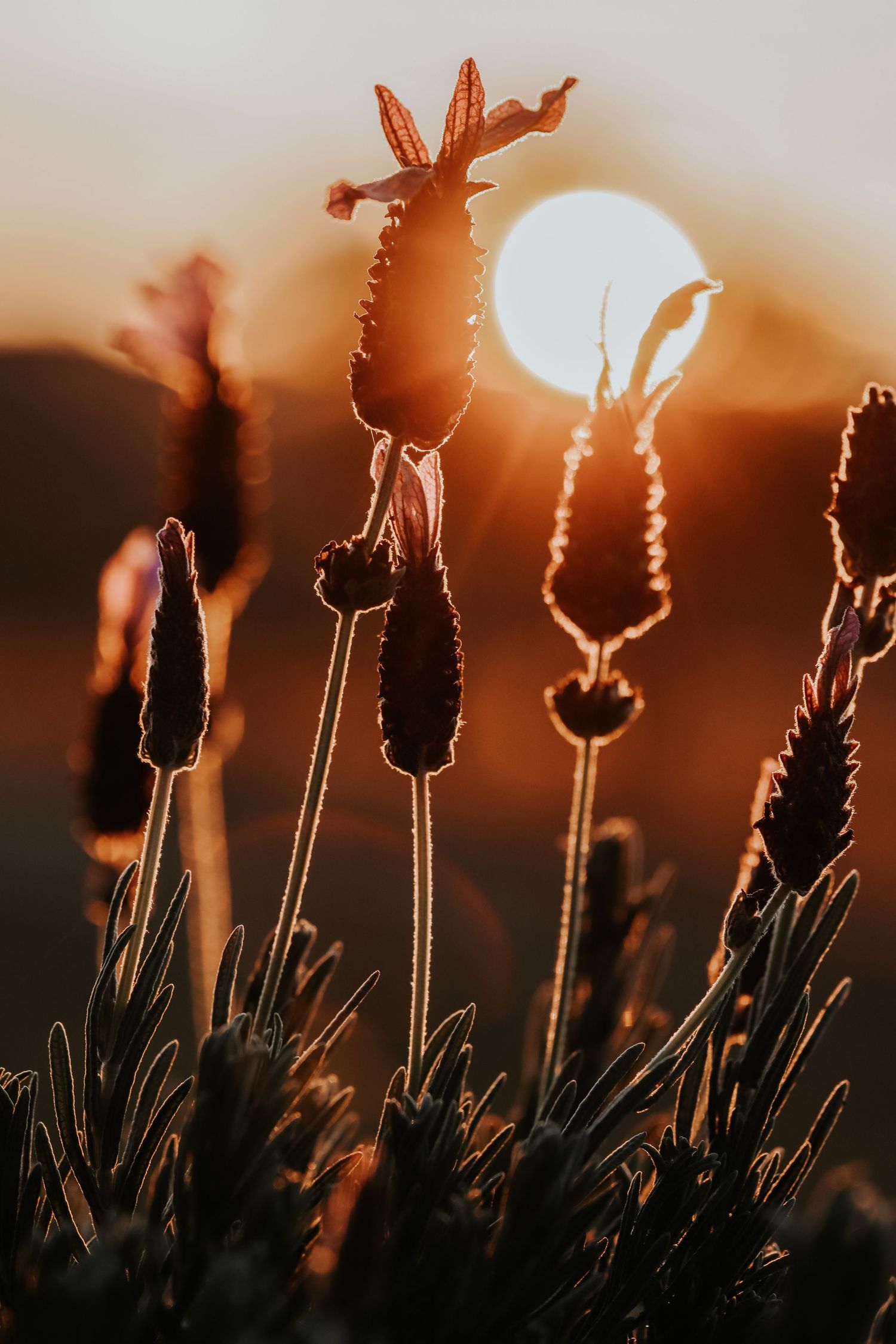 Silhouetted lavender flowers backlit by a warm golden sunset sun in a moody close-up nature photograph.