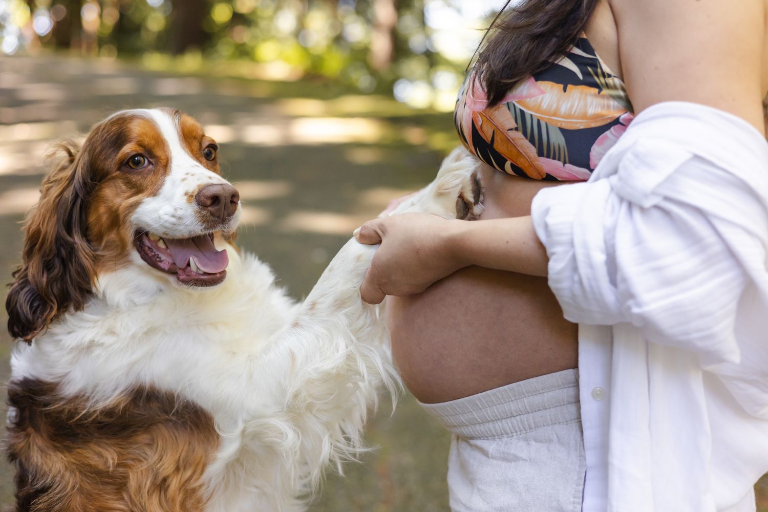 Happy brown and white Australian Shepherd dog extends paw during outdoor interaction with owner on sunny day.