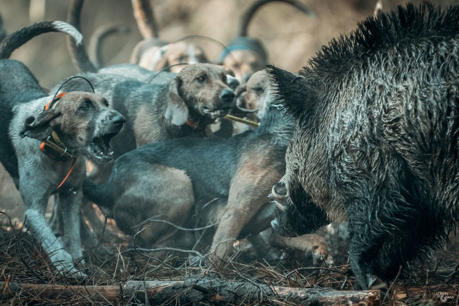 Capturer les meilleurs moments de vos traques à travers les photos réalisées par Scènes de Chass'