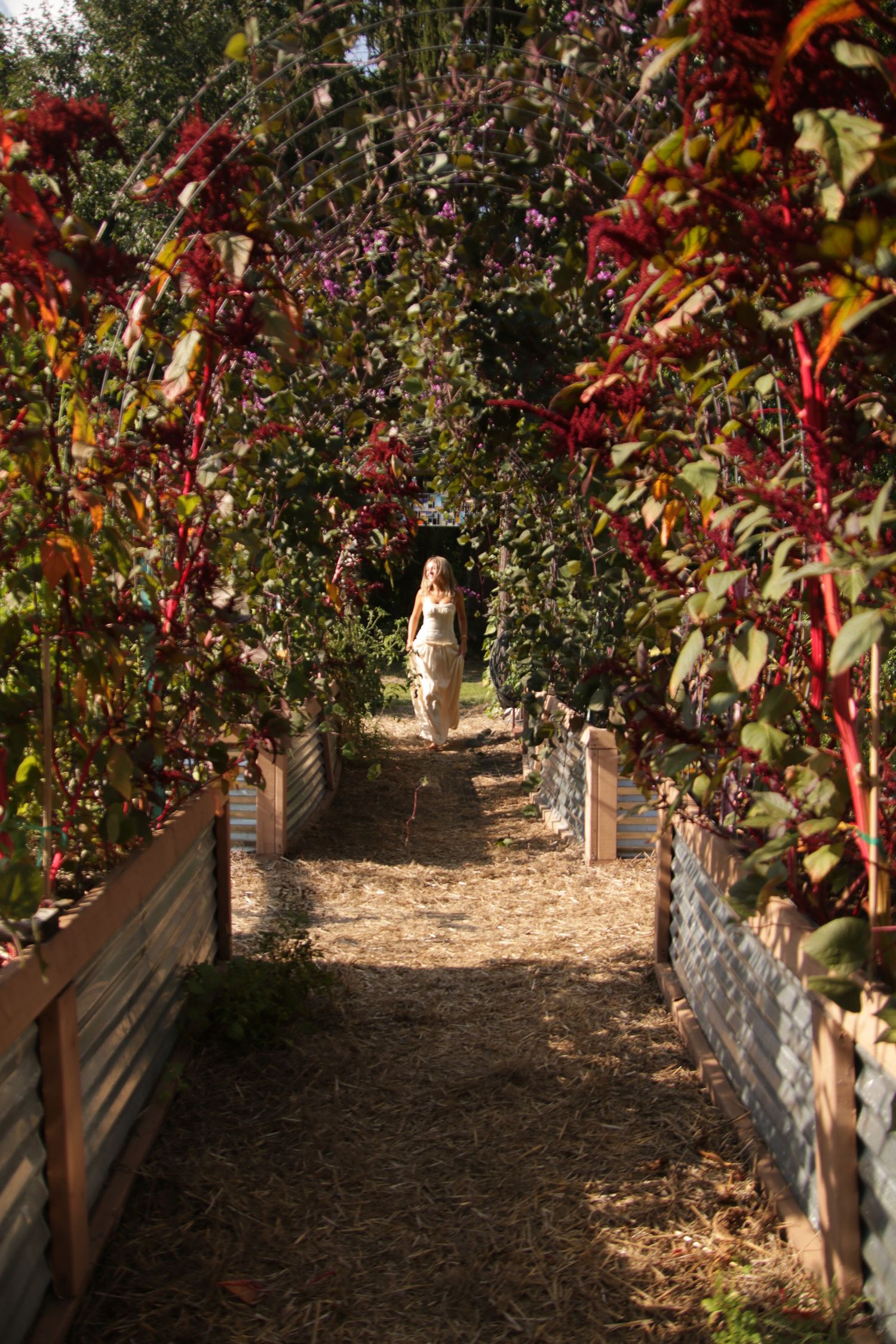 Scenic garden walkway lined with vibrant red autumn foliage and trees.