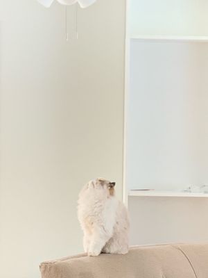 White fluffy cat lounging on a light colored surface in progressive movement shots.