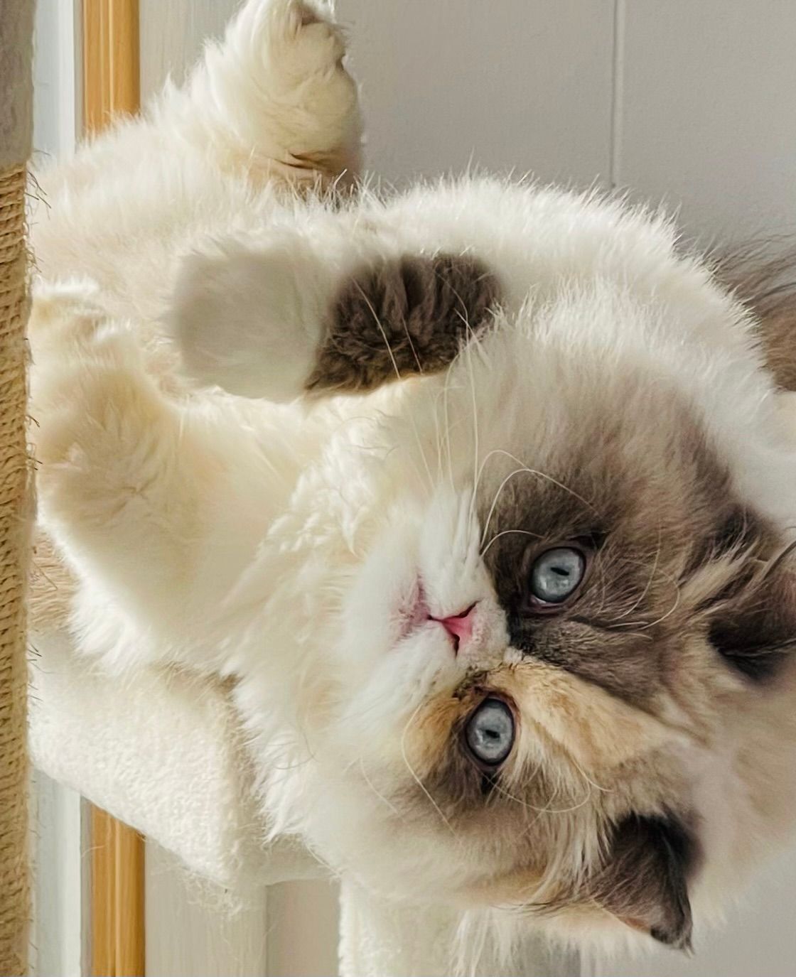Close-up series of a Himalayan cat with striking blue eyes in various lounging positions.