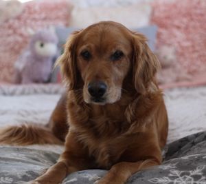 Senior golden retriever resting on grey bedding in progressive close-up shots.