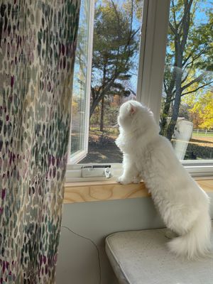 White cat watching birds through a window with autumn trees visible outside.
