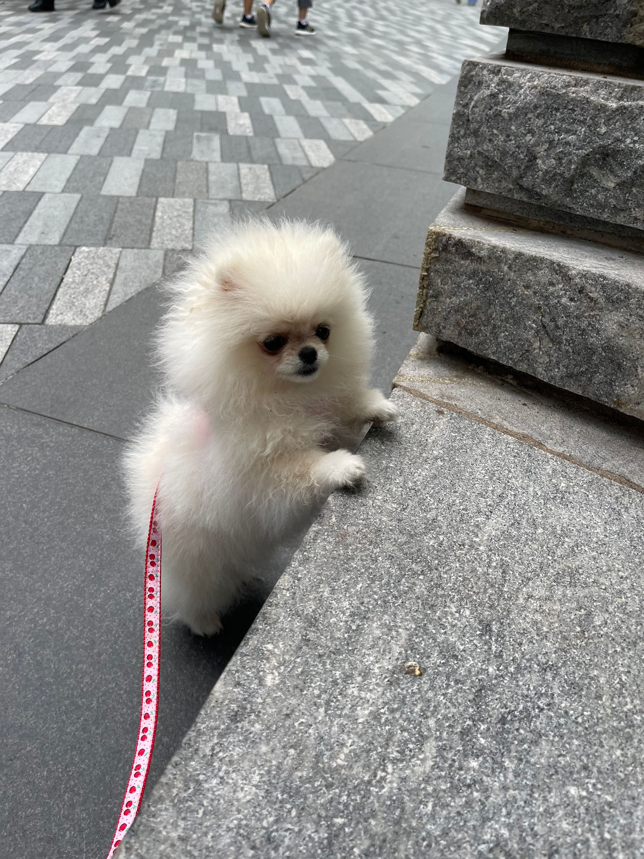 Fluffy white Pomeranian puppy walking on a patterned sidewalk with a pink leash.