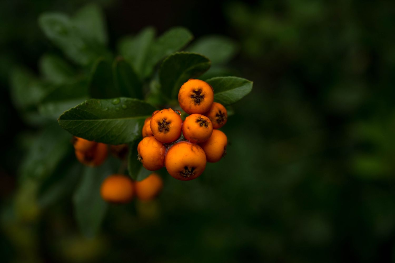 Cluster of bright orange berries with dark green leaves in soft focus.