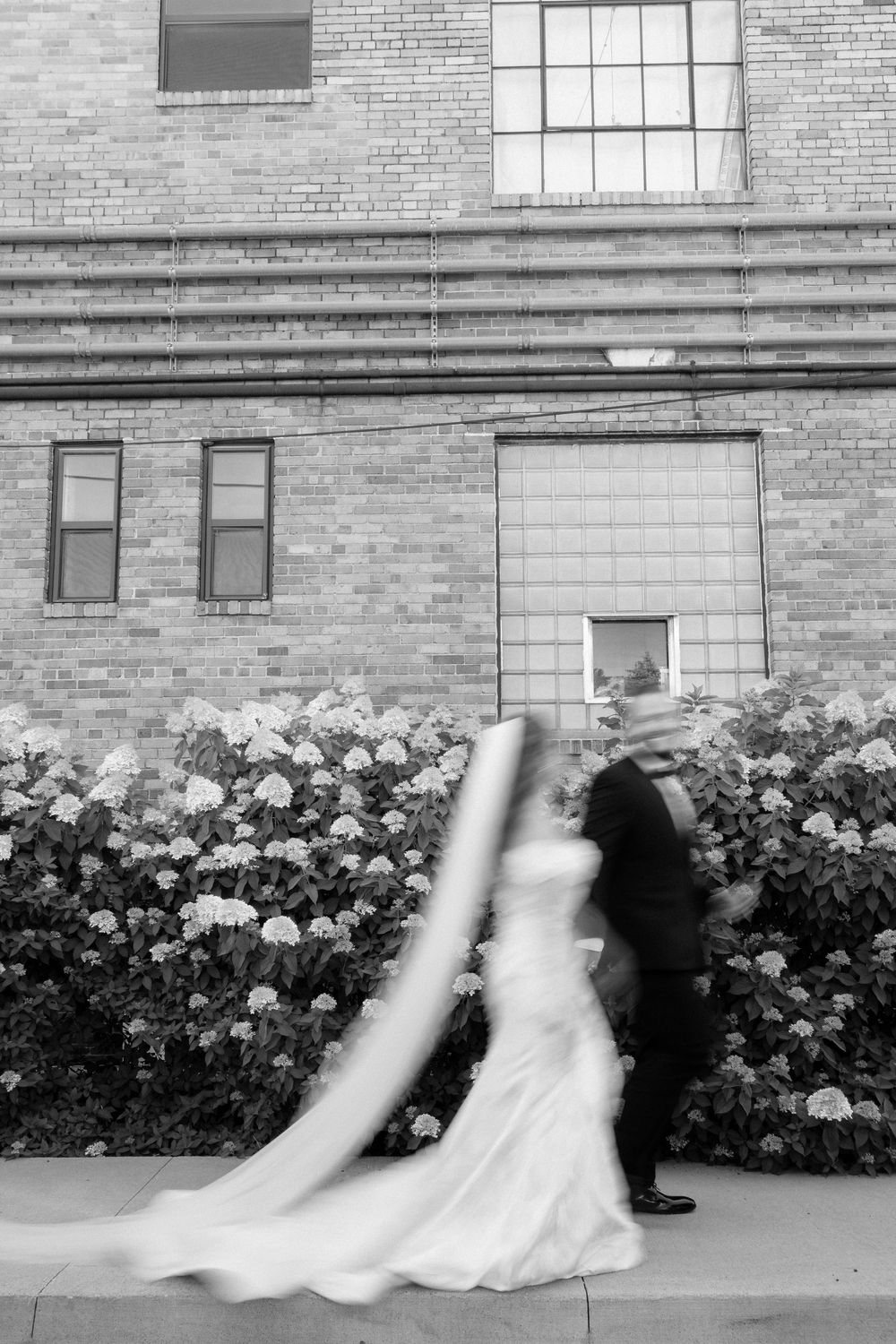 Black and white photo of a bride and groom walking past blooming hydrangeas near a brick building.