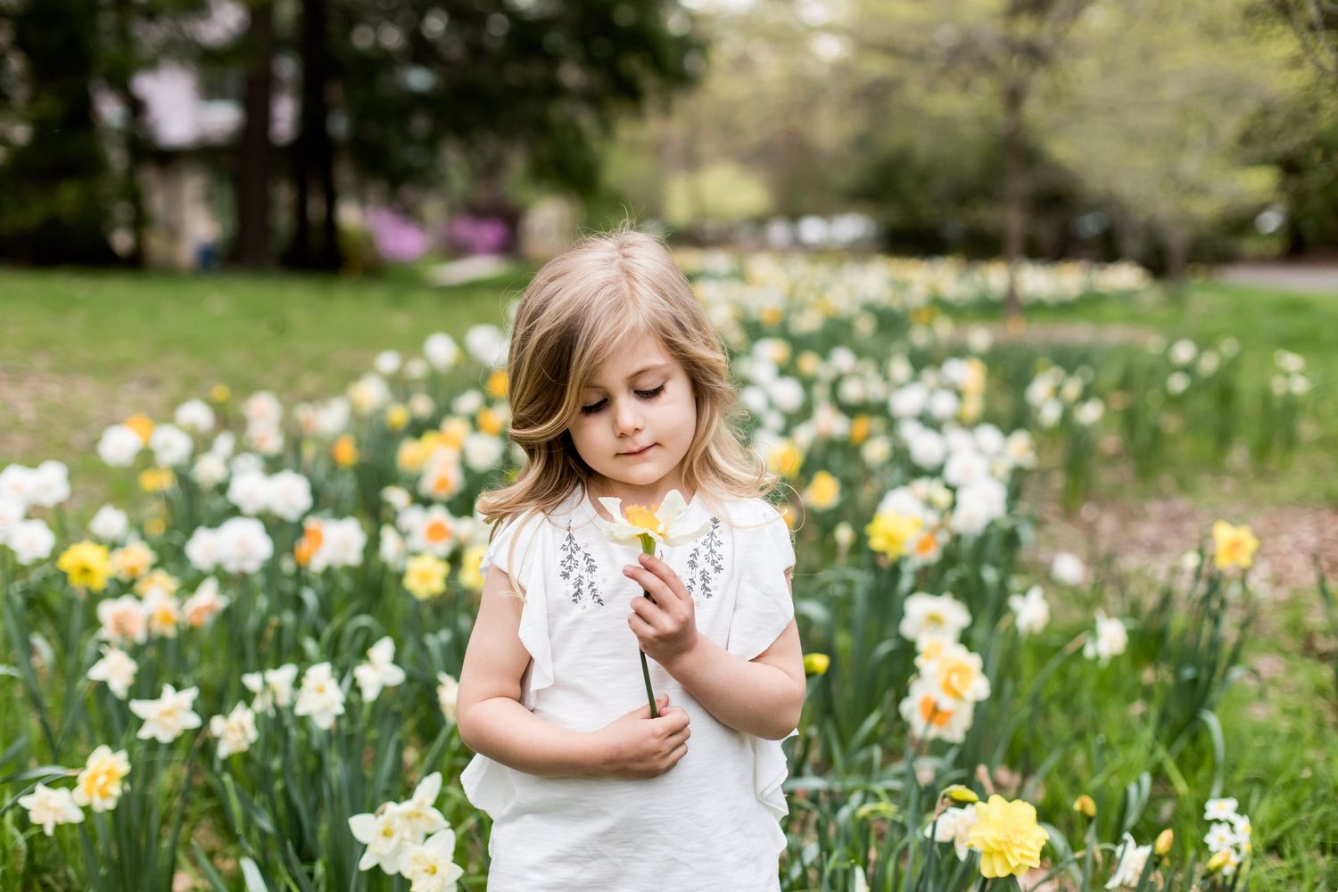 A small child in white dress explores a garden filled with blooming yellow daffodils.