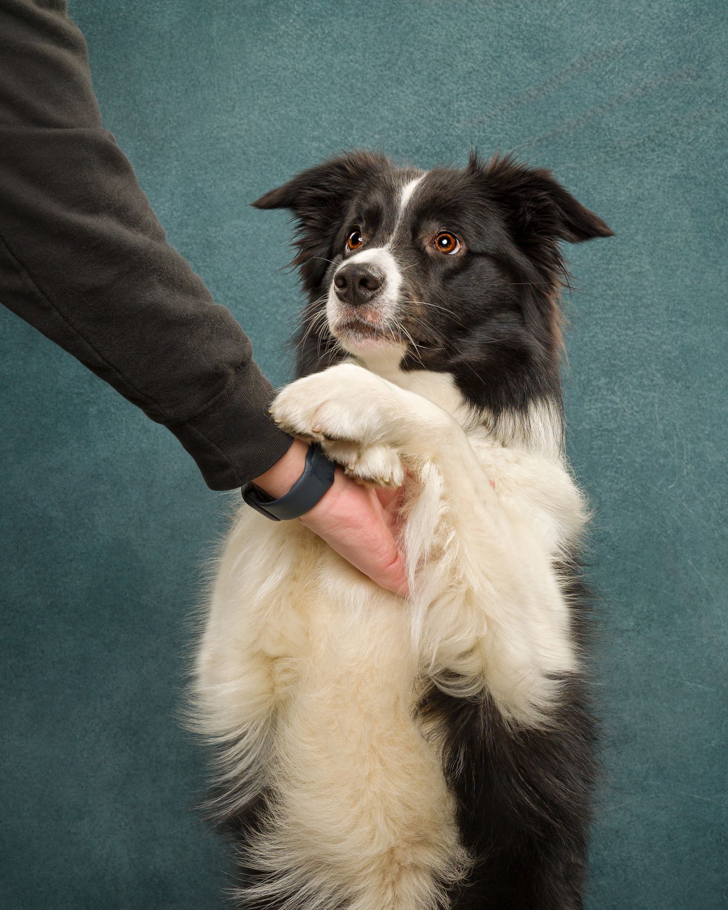 A Border Collie with striking black and white fur giving its paw to someone against a teal backdrop.