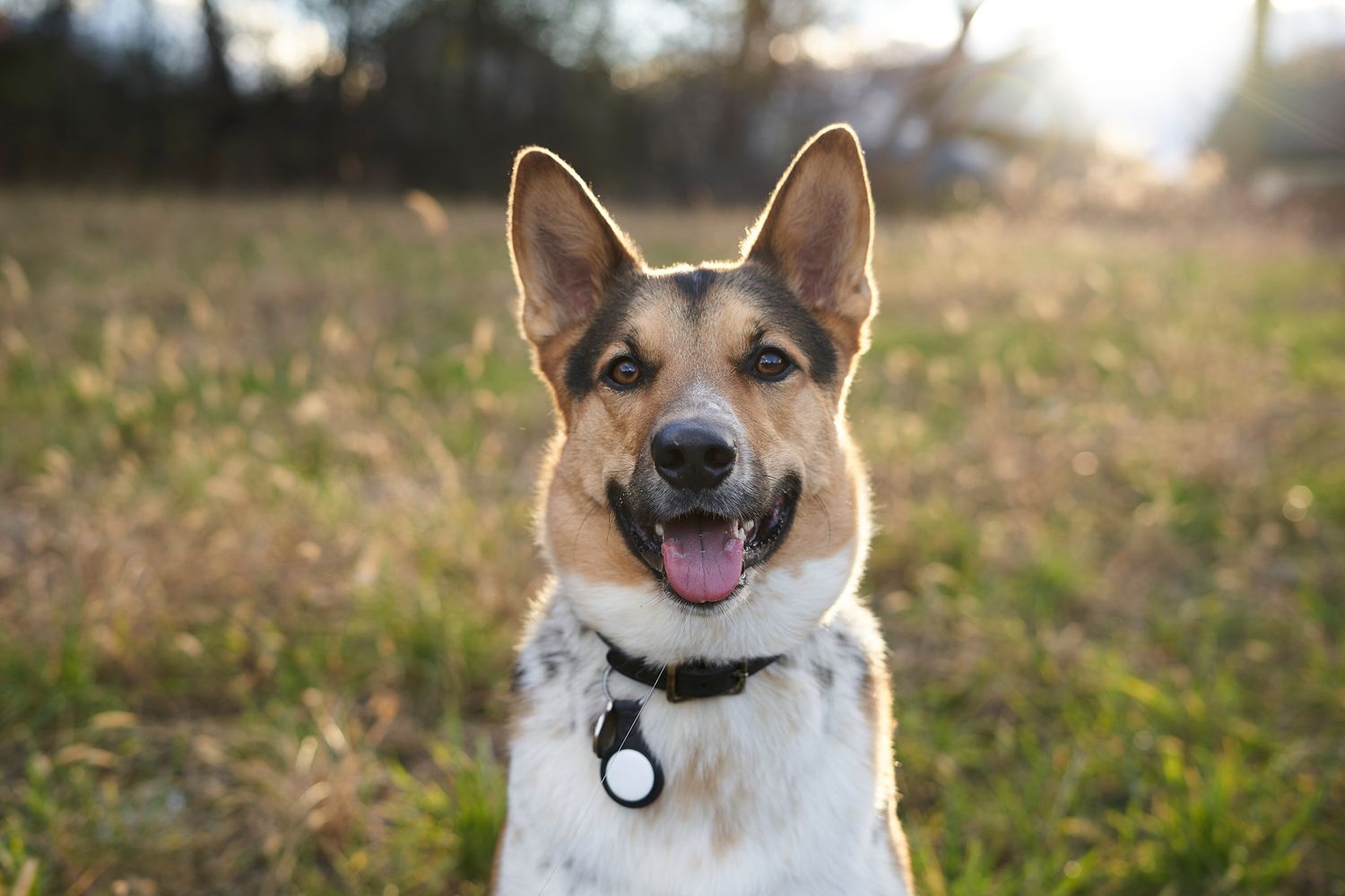 A happy dog with pointed ears smiles at the camera in a sunny field at golden hour.