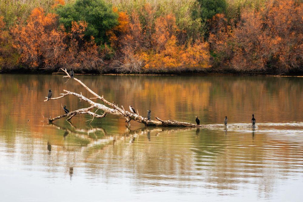 River Guadiaro with birds