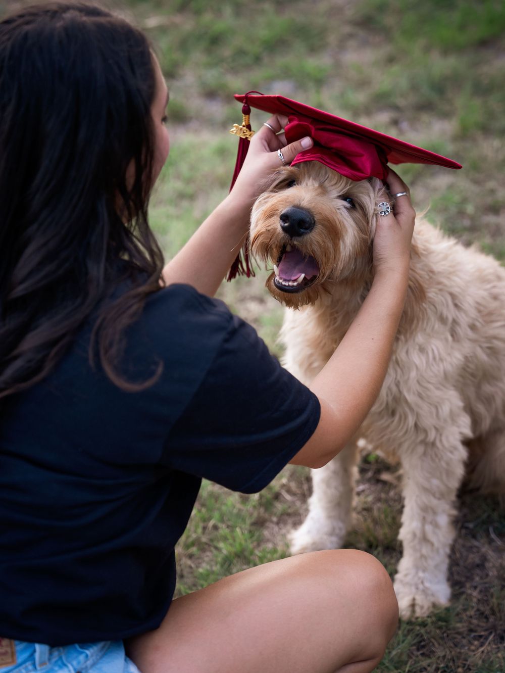A Goldendoodle dog wearing a red graduation cap while being photographed outdoors.