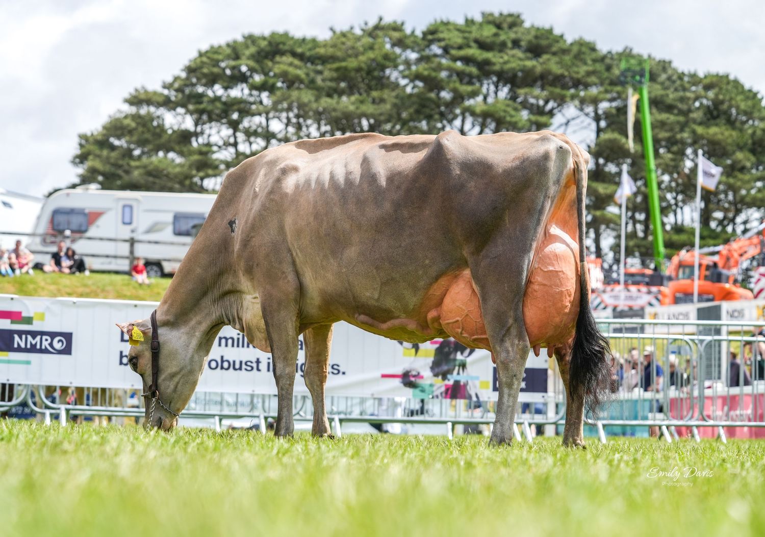 Brown dairy cow grazing on grass at an agricultural show with event tents and banners in background.