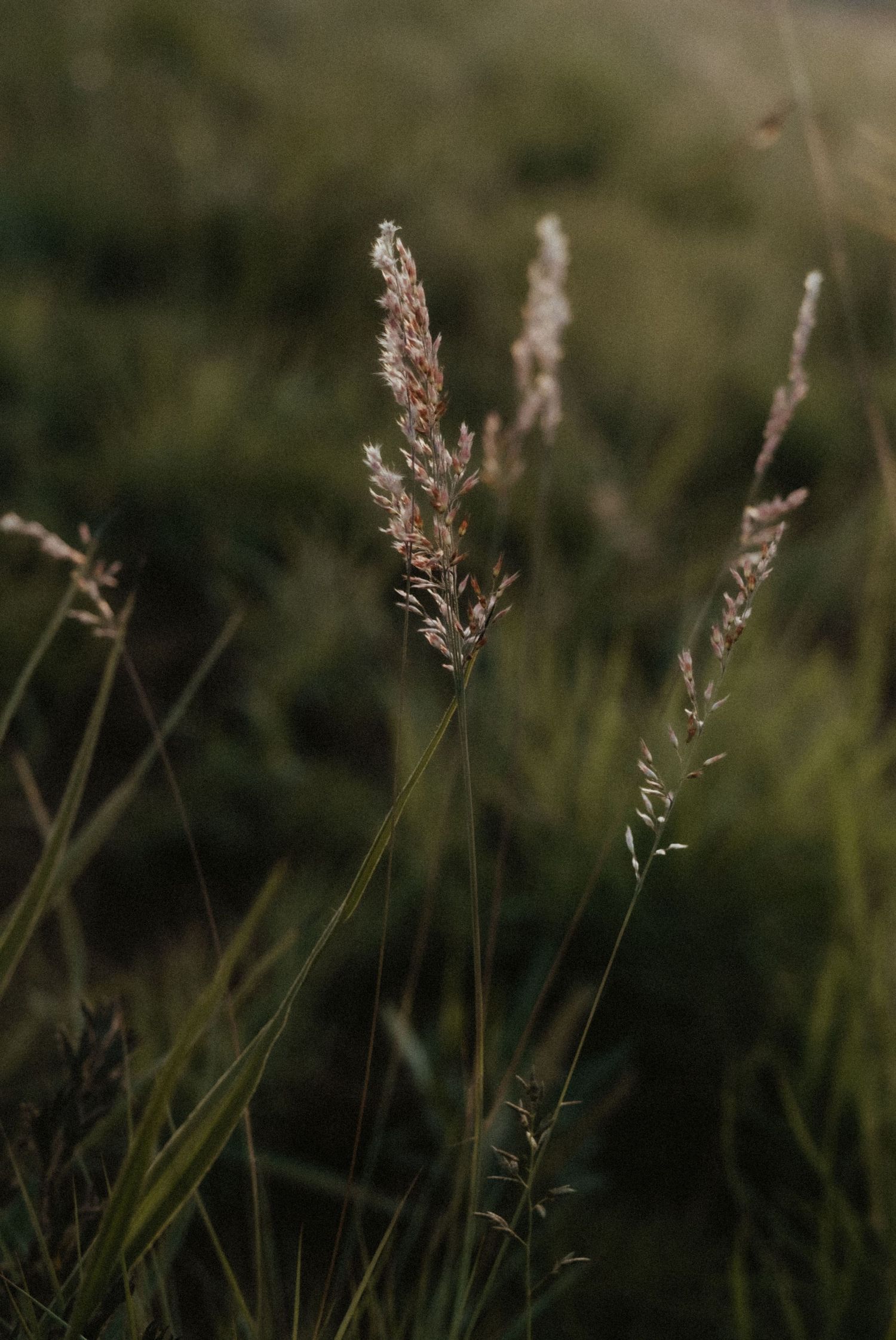 Ocala wedding photographer