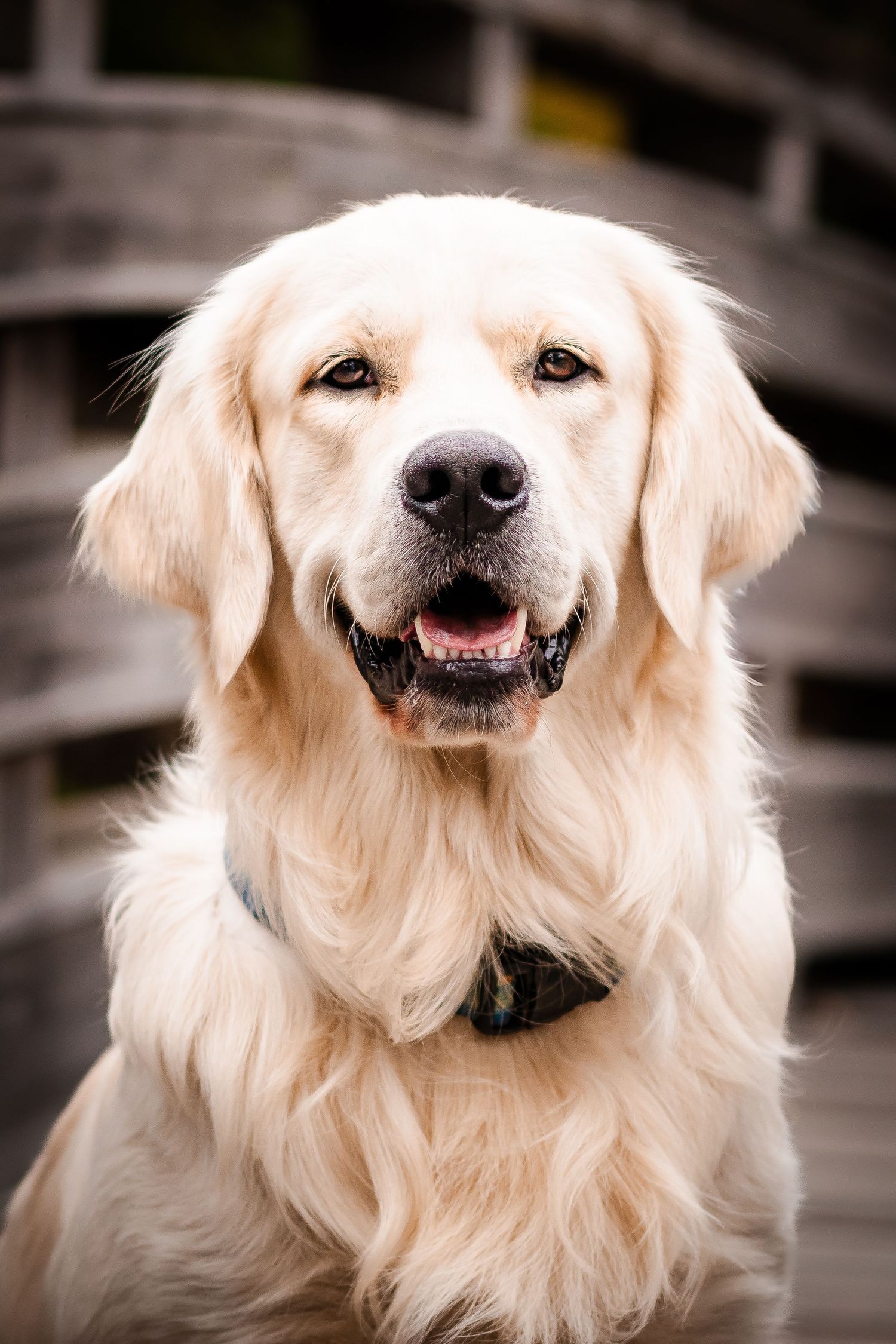 A happy Golden Retriever dog sitting outdoors with a wooden fence background, looking at the camera with mouth open.