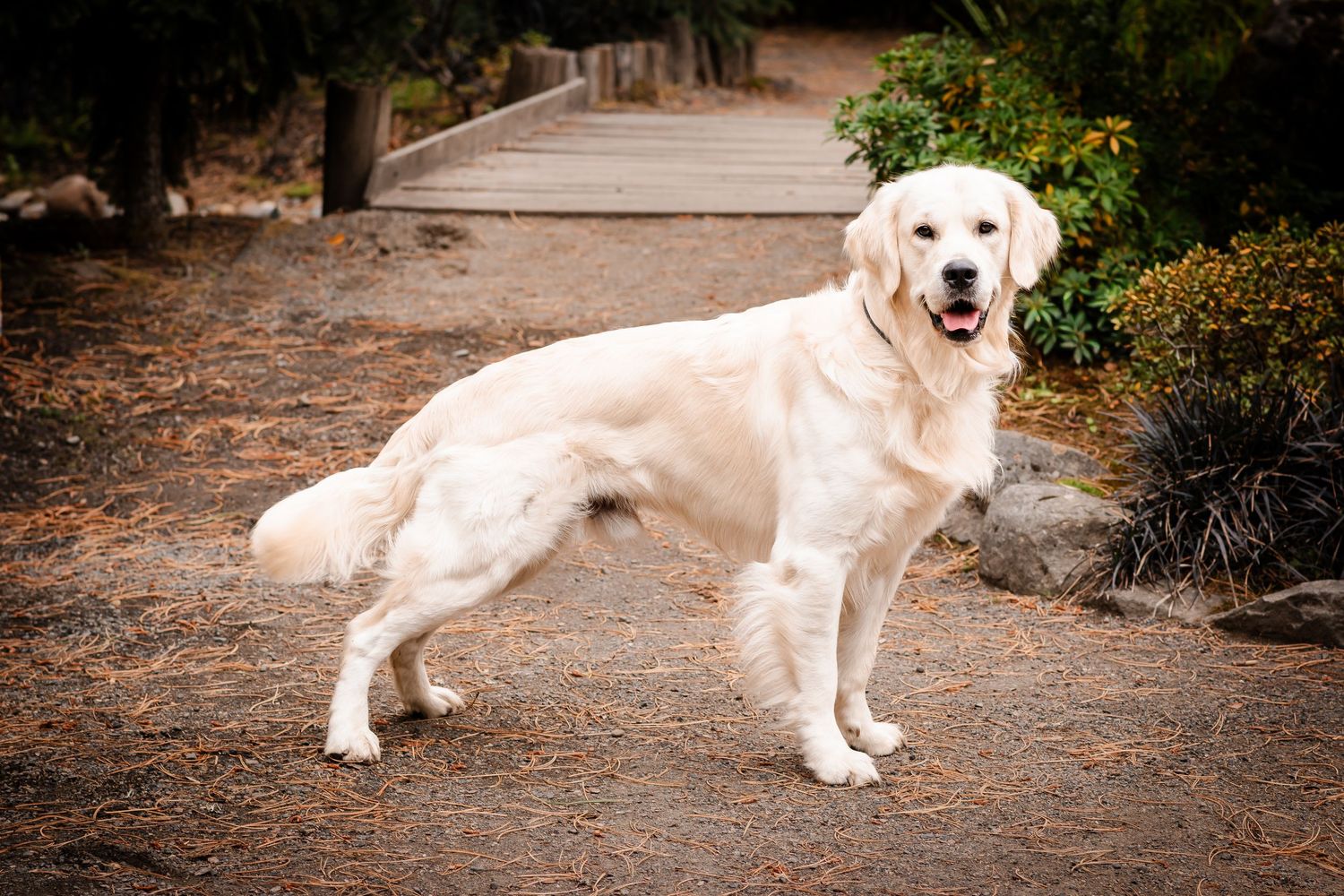 A golden retriever dog standing on dirt ground with a wooden bridge and green shrubs in the background.