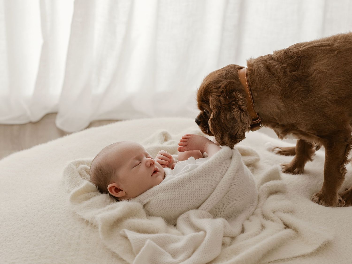 A small dachshund dog curiously watches over a sleeping baby in a white bed.