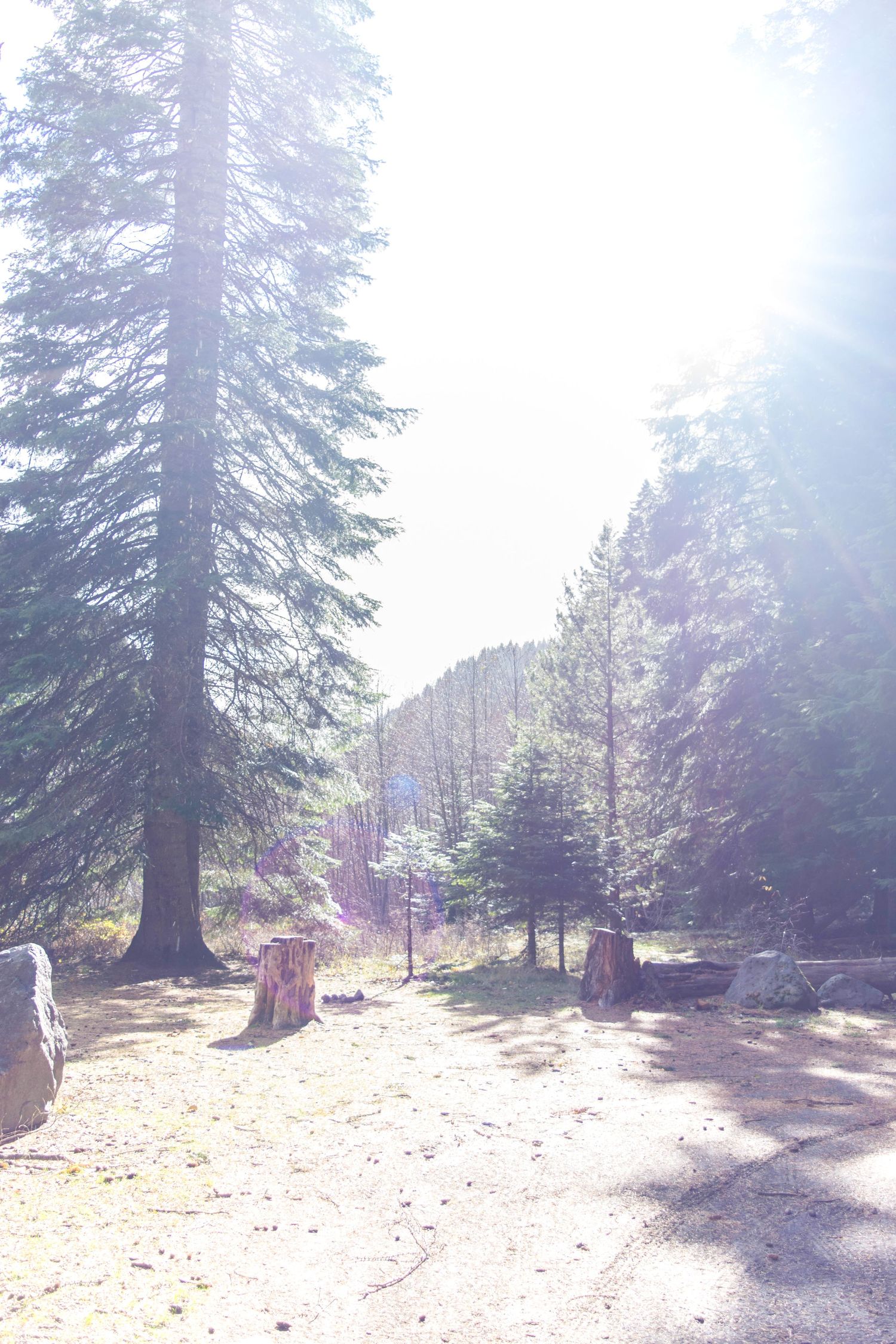 Sunlit forest clearing with tall pine trees and tree stumps.