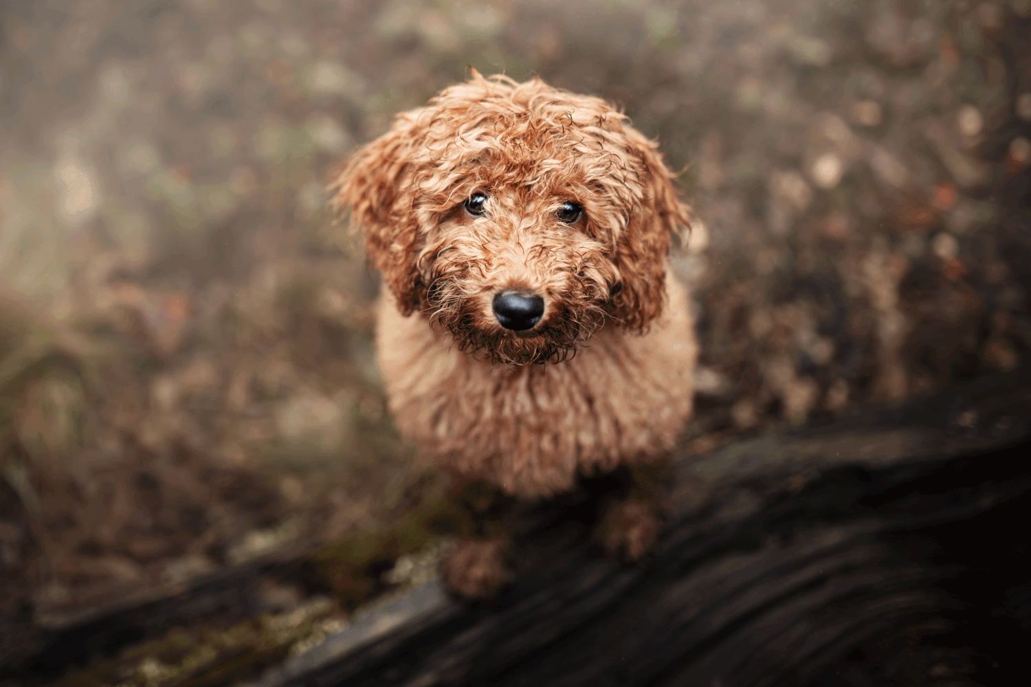 Caniche nain