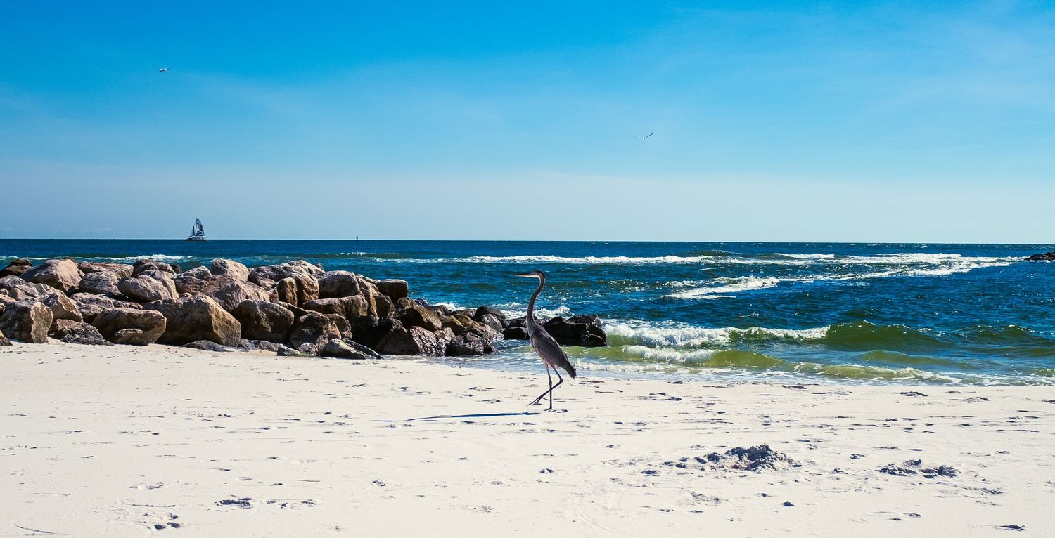 Sandpiper sunset along Pensacola Beach