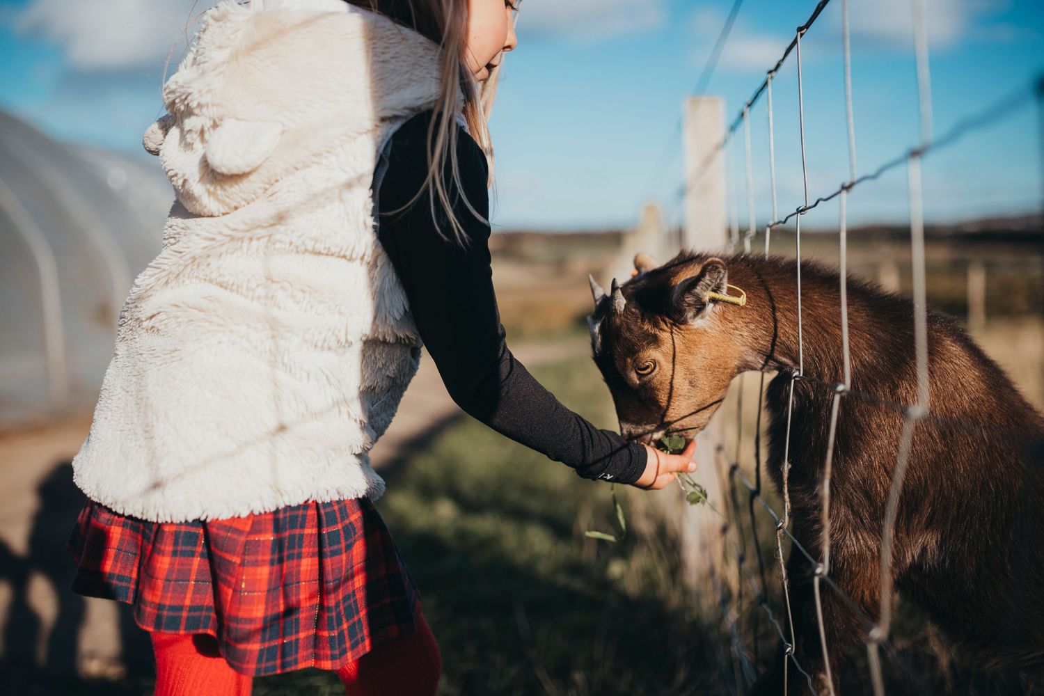 Person in plaid skirt petting a brown cow through a wire fence.