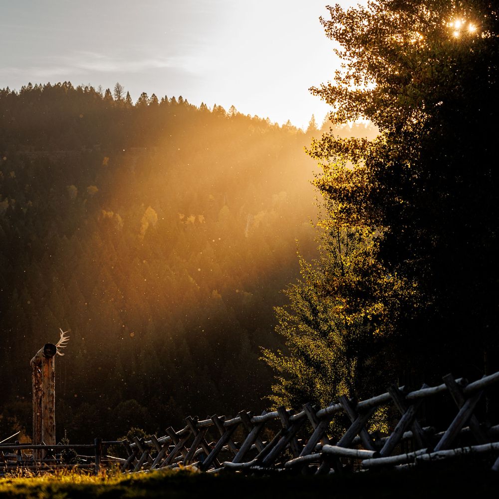 Golden sunlight streams through forest trees creating silhouettes against a misty mountain backdrop at sunset.