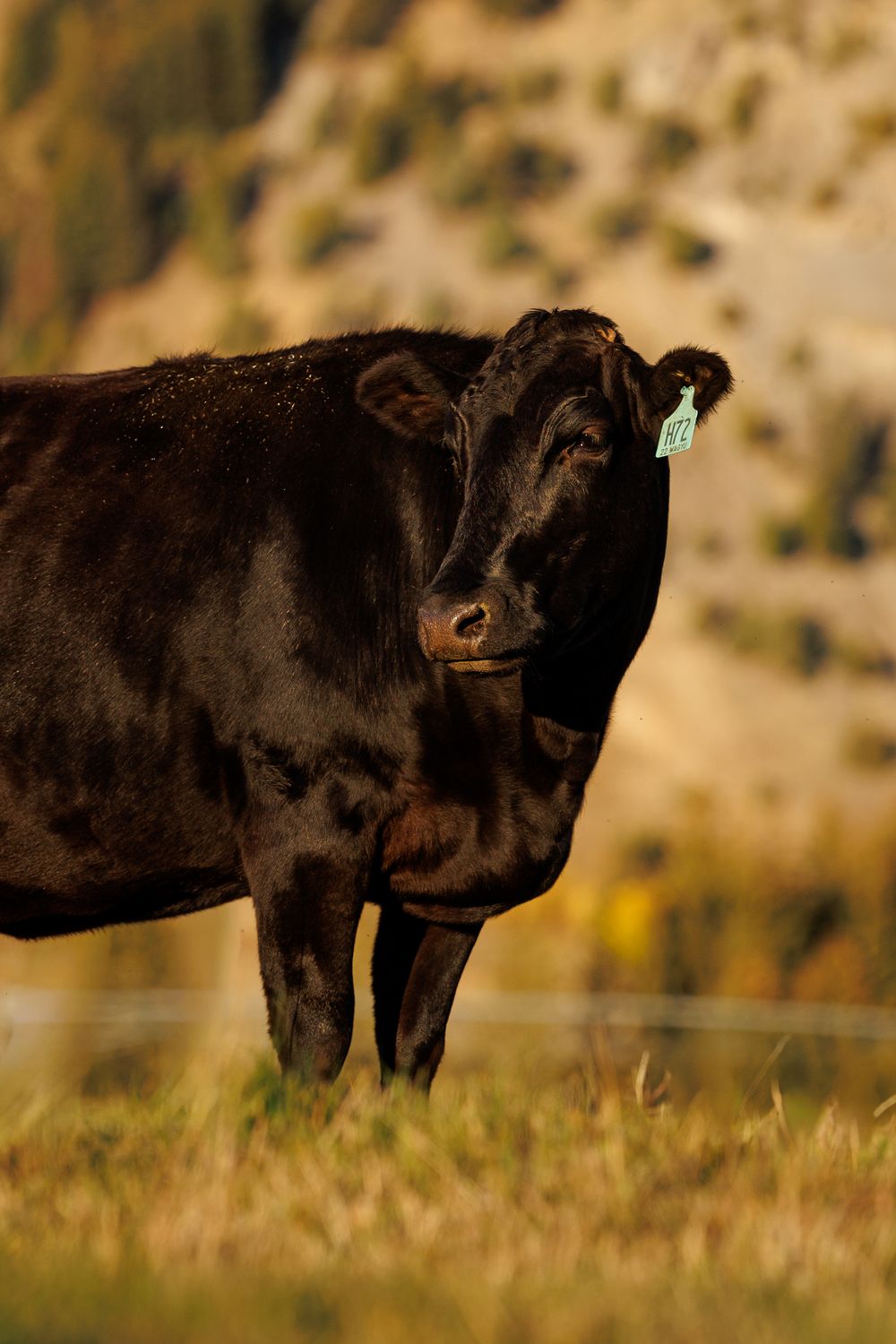 Black Angus cattle grazing in golden grassland during sunset with ear tags visible.