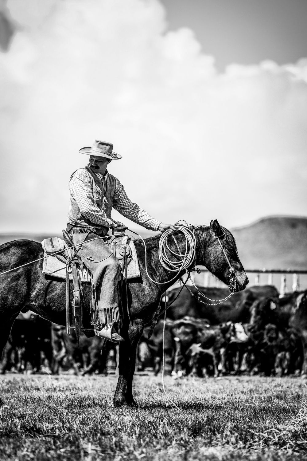 Black and white photo of cowboy on horseback herding cattle in rugged terrain.