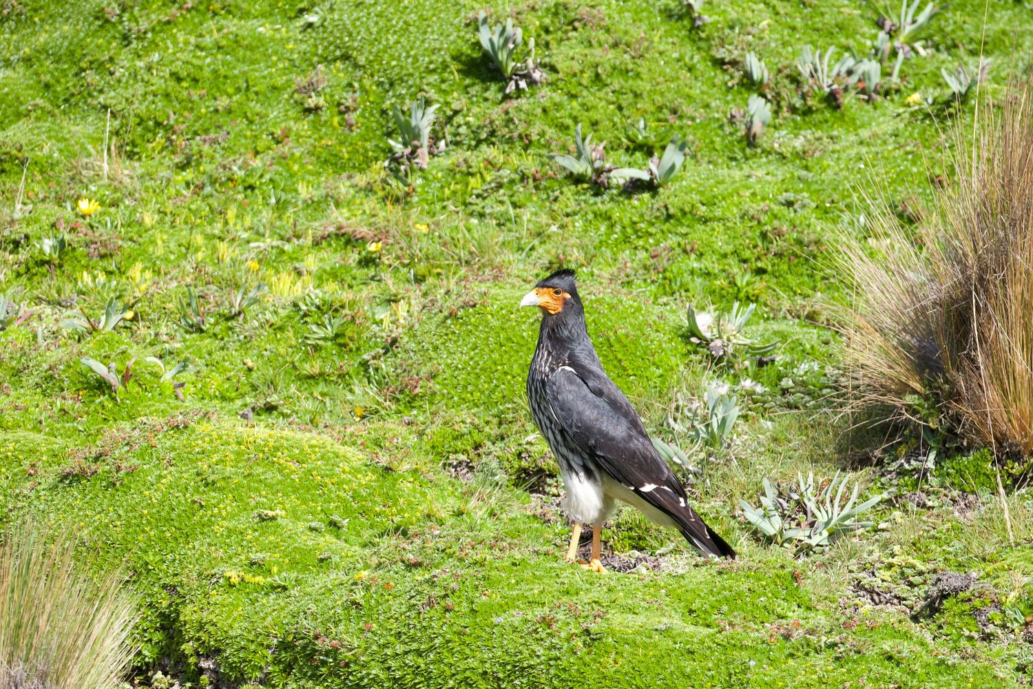 Carunculated Caracara
