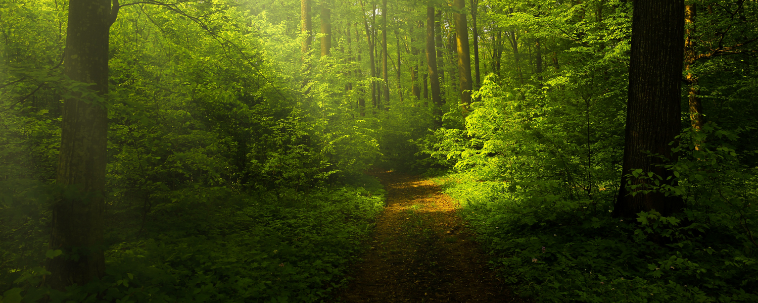 forest path image