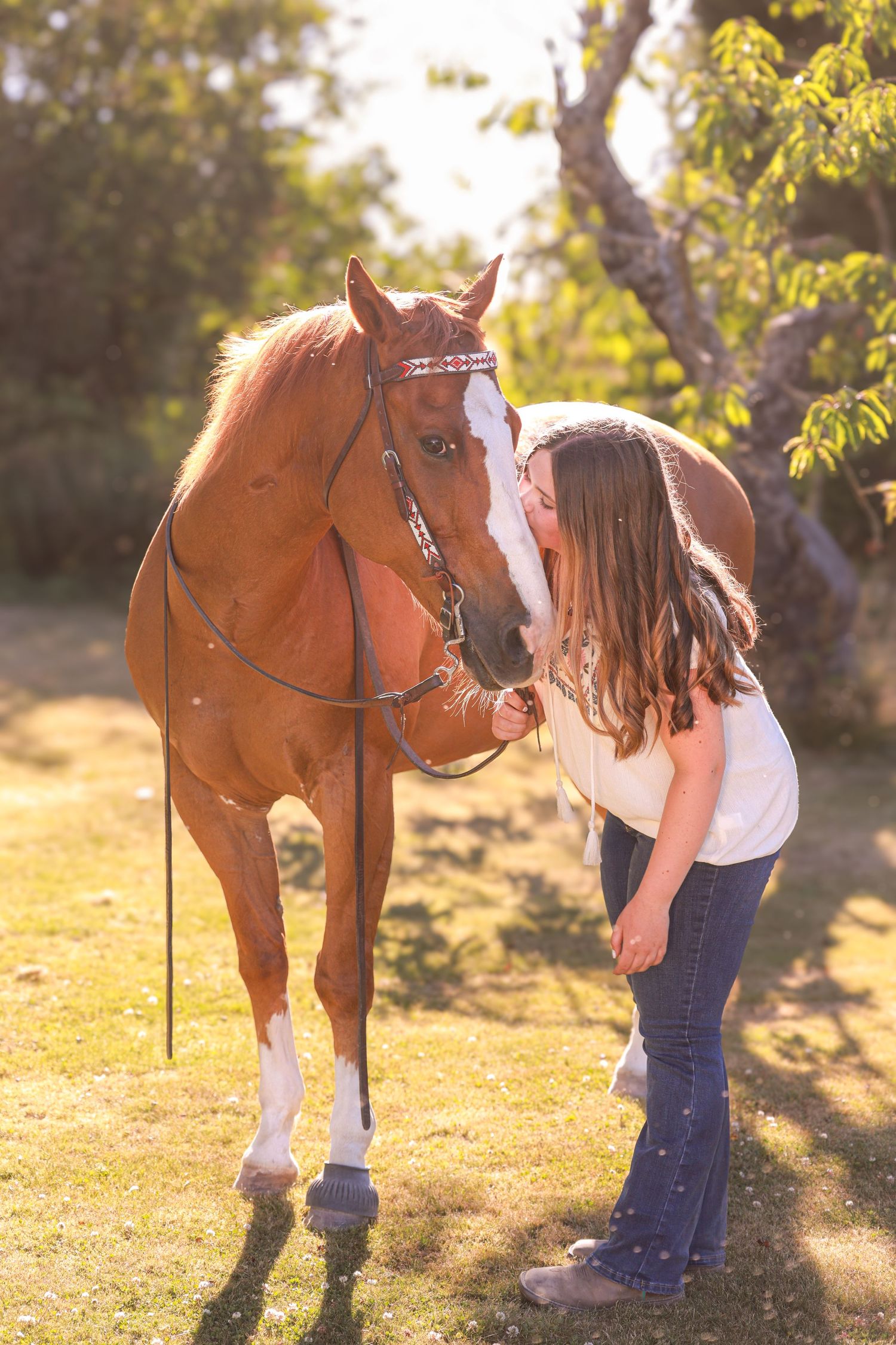 White horse with gentle expression being petted in sunny barnyard setting.
