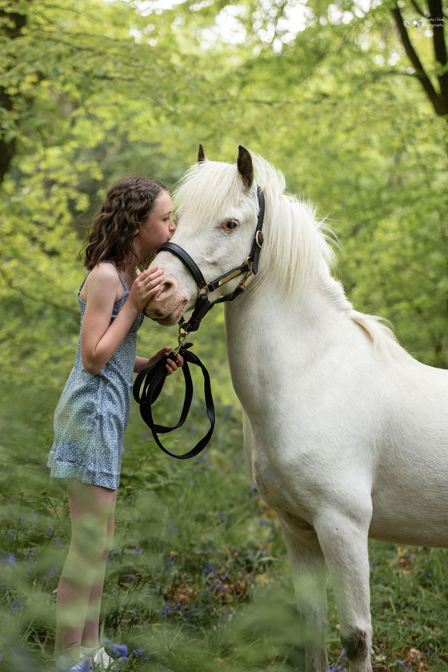 West Midlands Horse Photographer