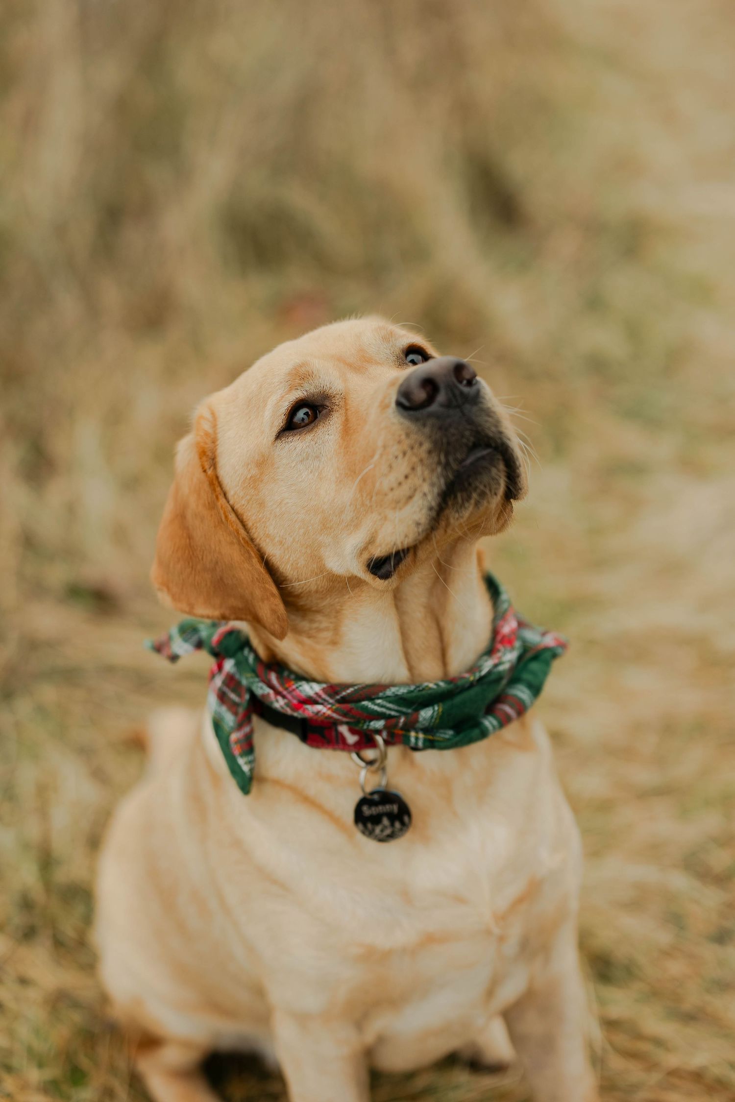 Black Labrador wearing red bandana poses expressively in series of outdoor portraits.