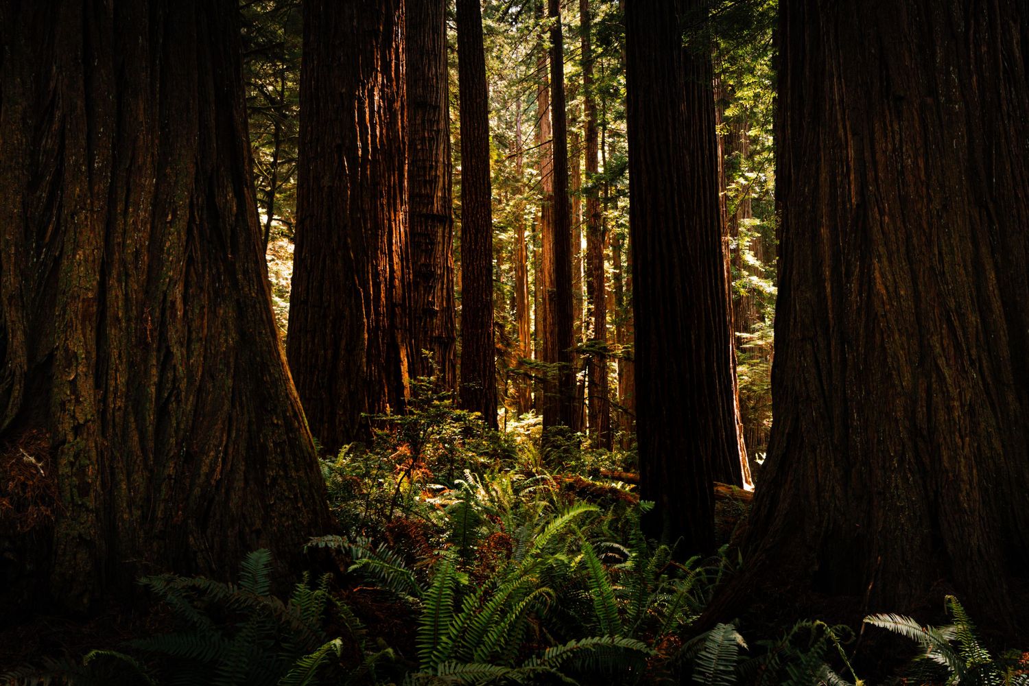 Sunlight streams through towering redwood trees in a lush forest with ferns covering the forest floor.
