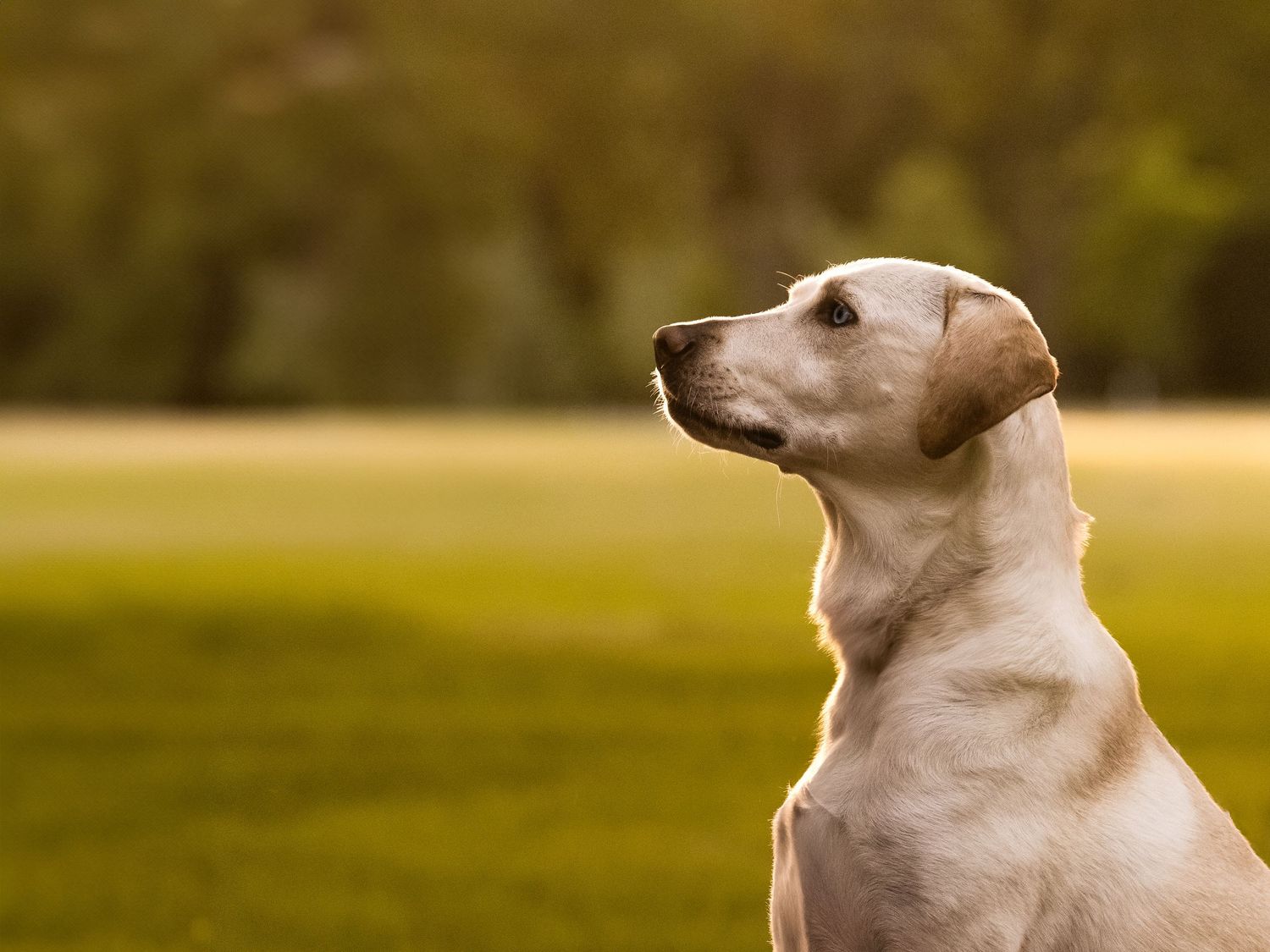 lab dog outside in a grass field close up of head and shoulders