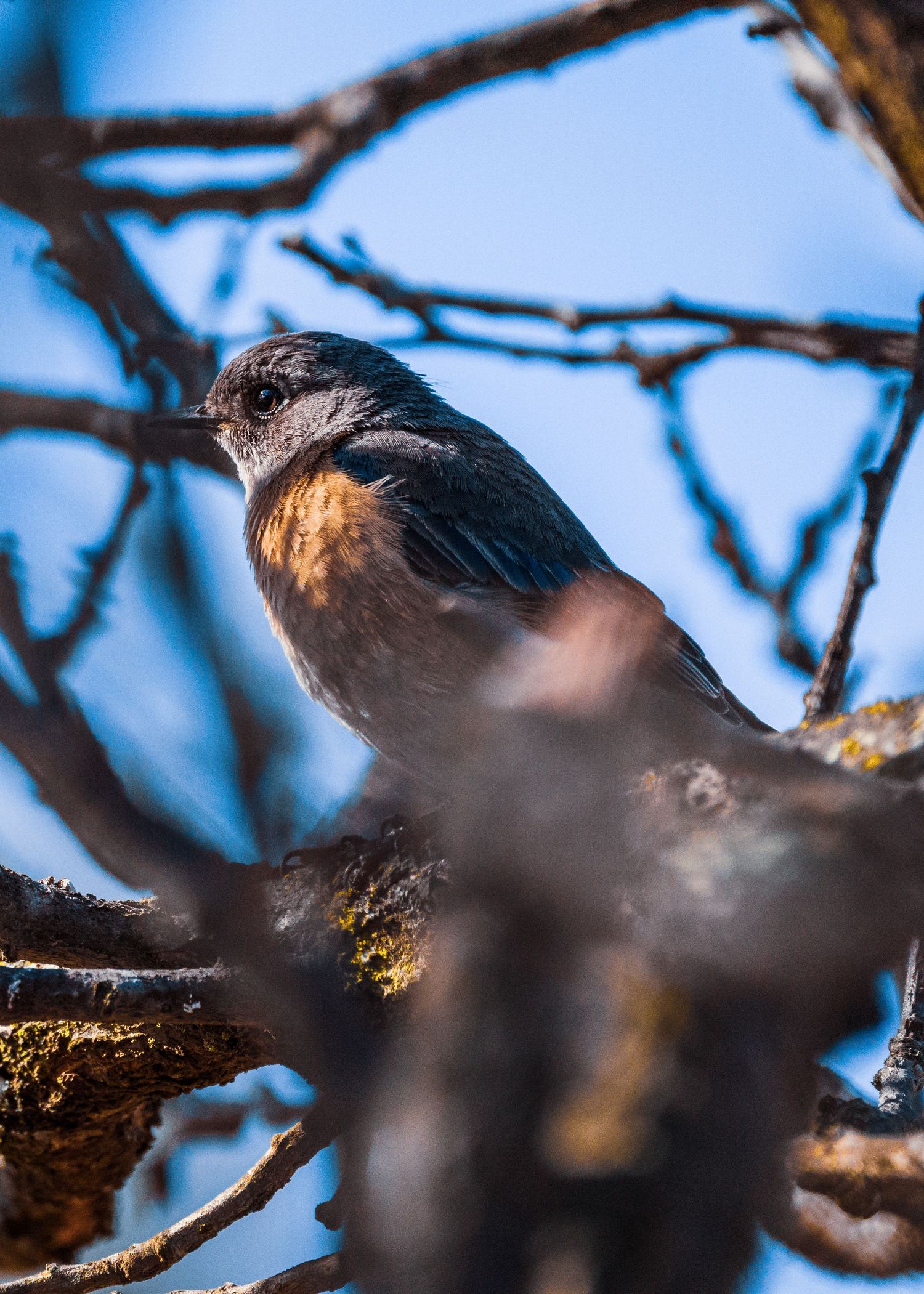 Small yellow bird perches on a delicate branch with dried blossoms against a dark blurred background.