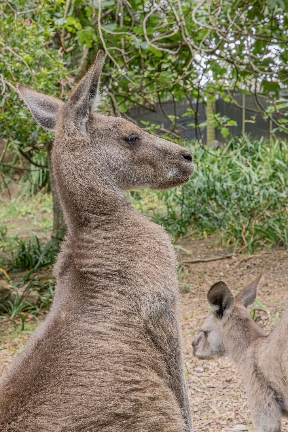 A kangaroo sits alert with head tilted upward while resting in a natural outdoor setting with green foliage.