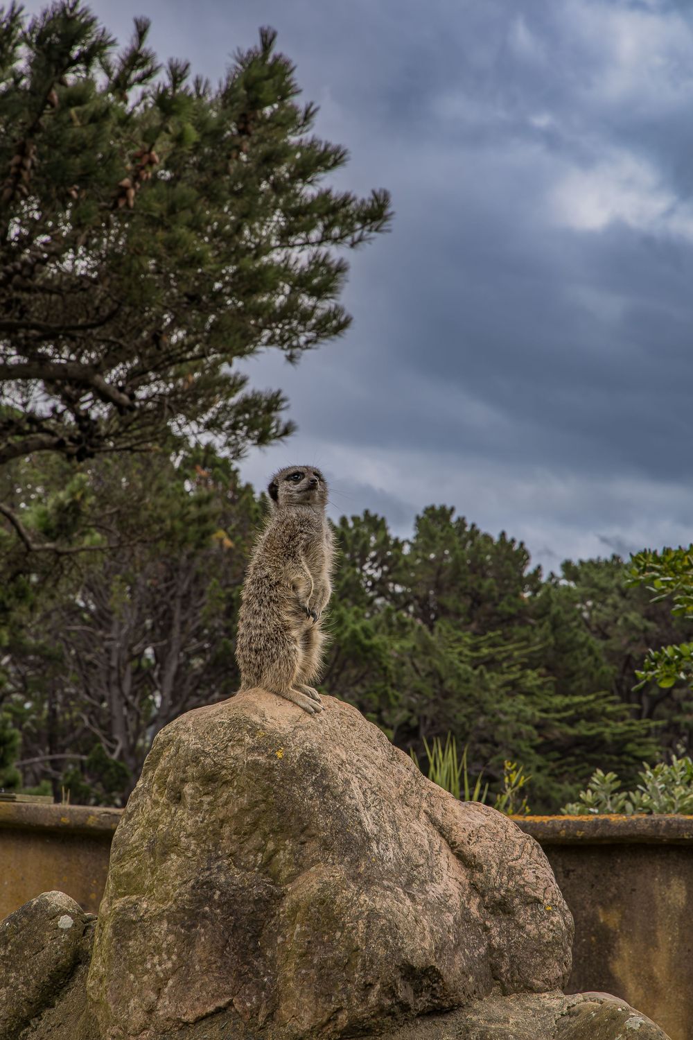 A stone sculpture of a reclining figure rests against a wall with pine trees and cloudy skies in the background.