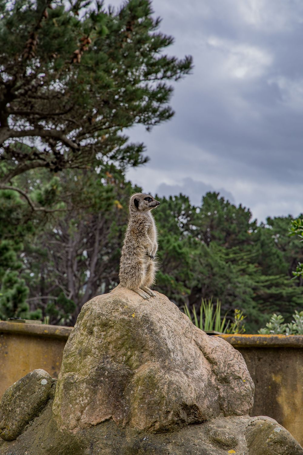 A great horned owl perched majestically on a large rock against a cloudy sky and pine tree backdrop.