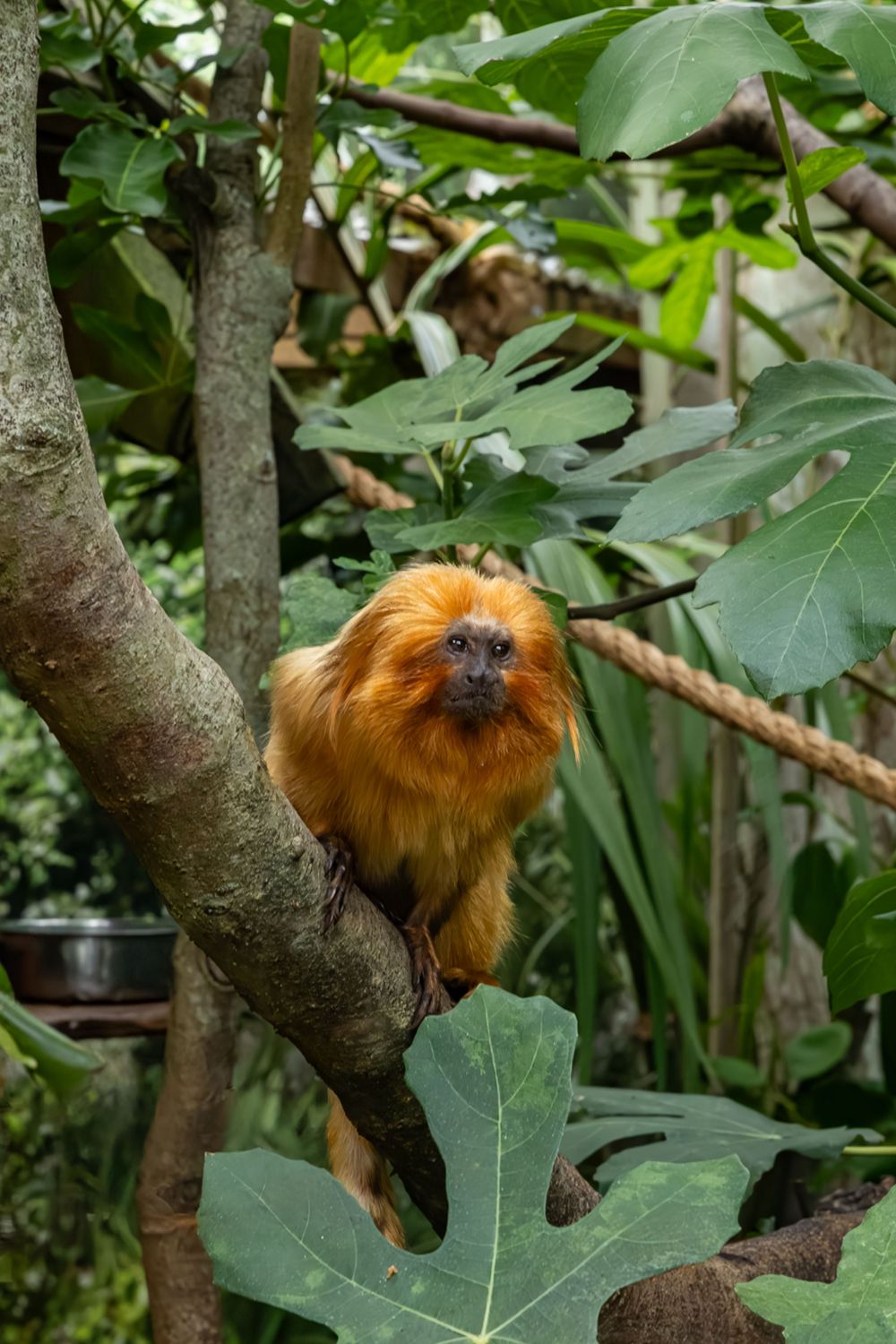 A golden lion tamarin monkey with bright orange fur perches among green leaves in a tree.