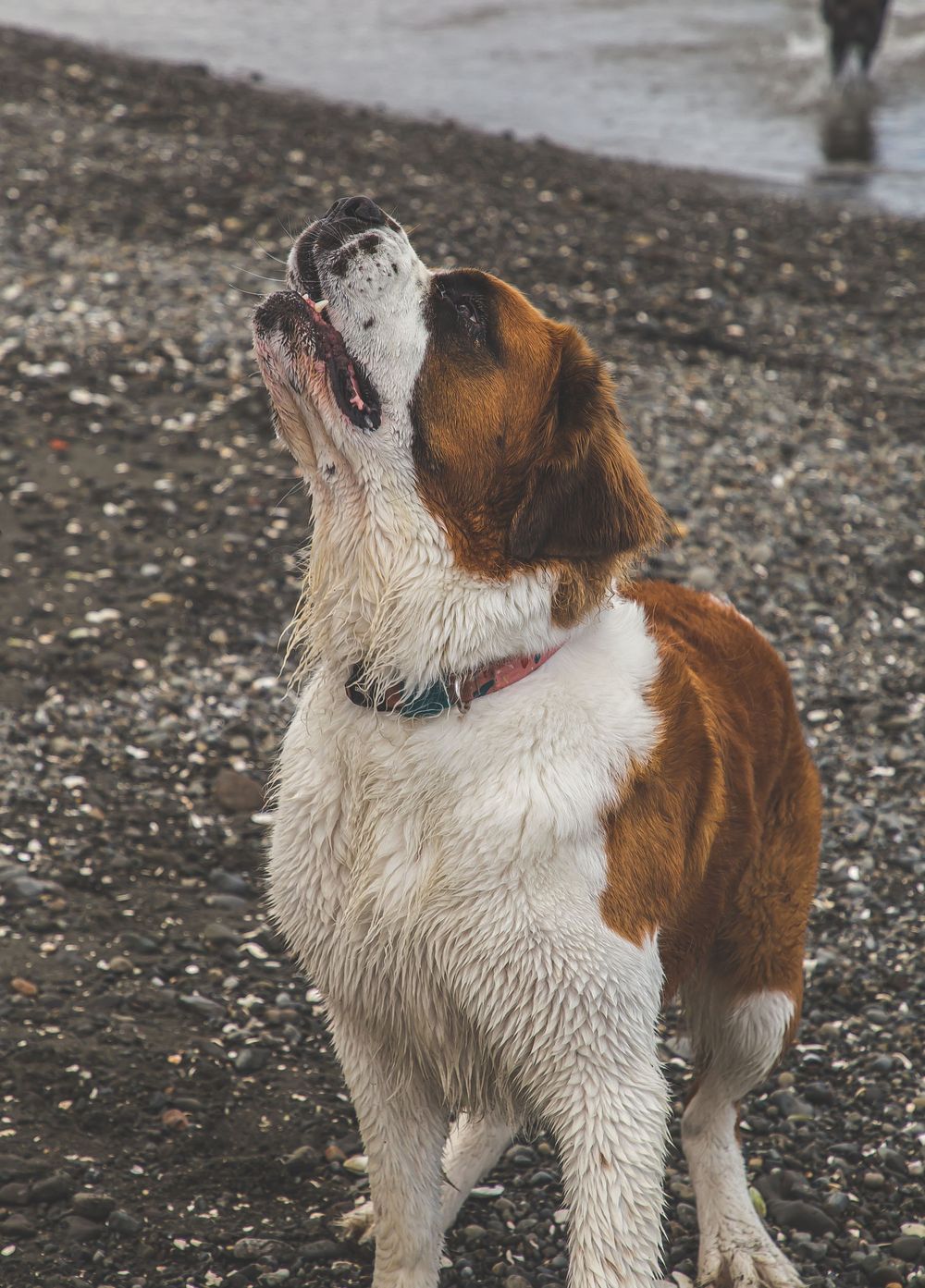 A Saint Bernard dog with brown and white fur barks enthusiastically while looking up outdoors on a gravel surface.