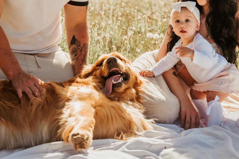 Happy golden retriever lying on blanket outdoors while being petted during sunny family picnic.