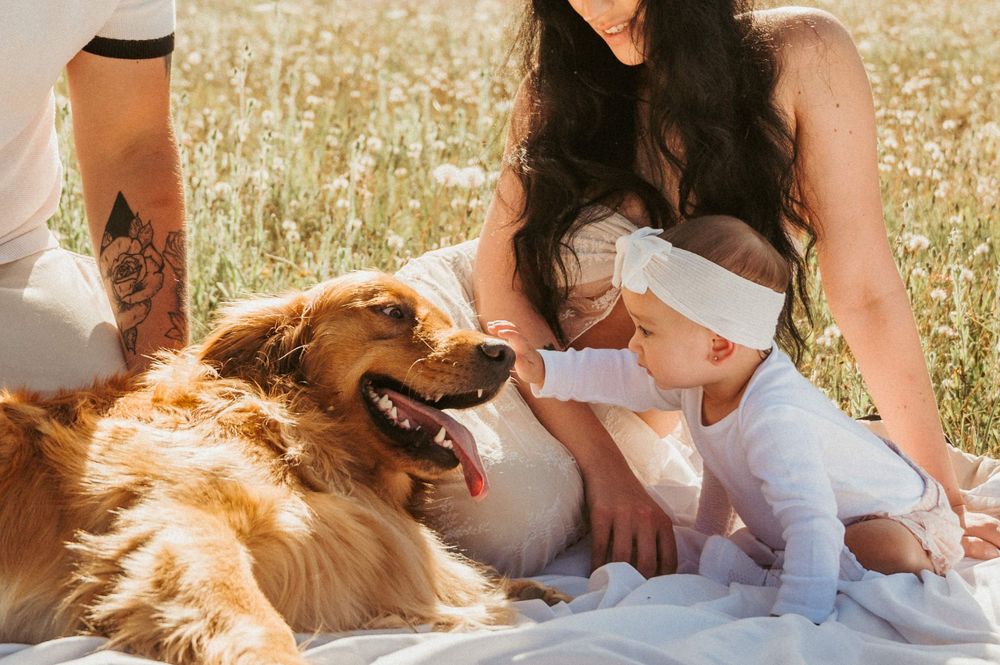 Golden retriever with tongue out relaxing on white blanket in field of wildflowers.