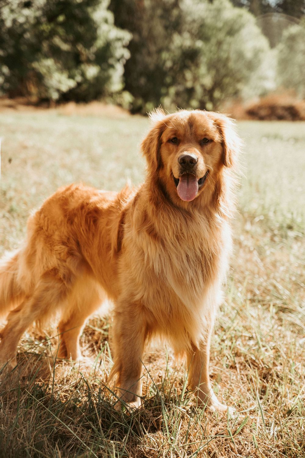 A happy golden retriever standing in a sunlit meadow.