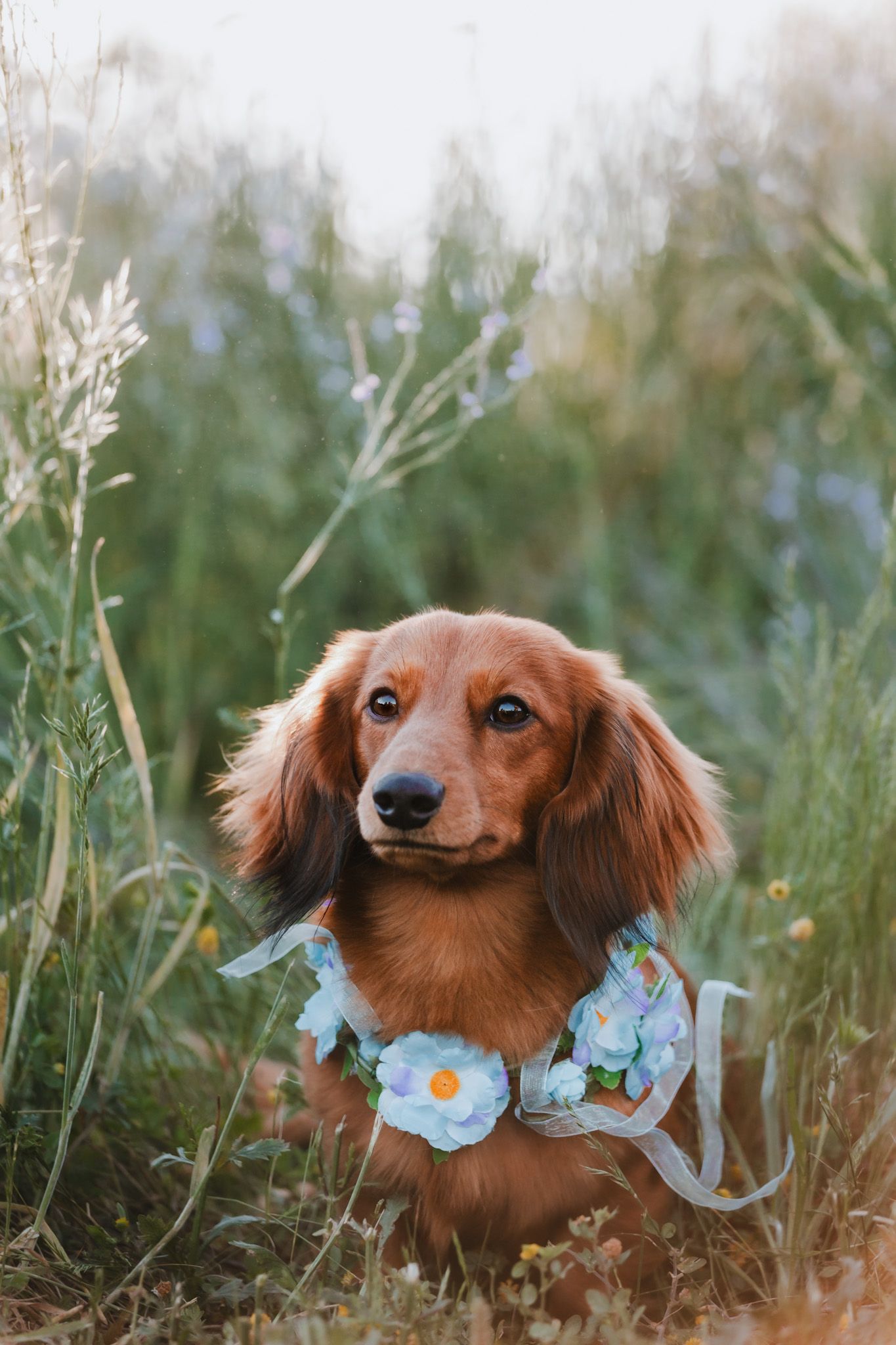 Oklahoma dog photographer