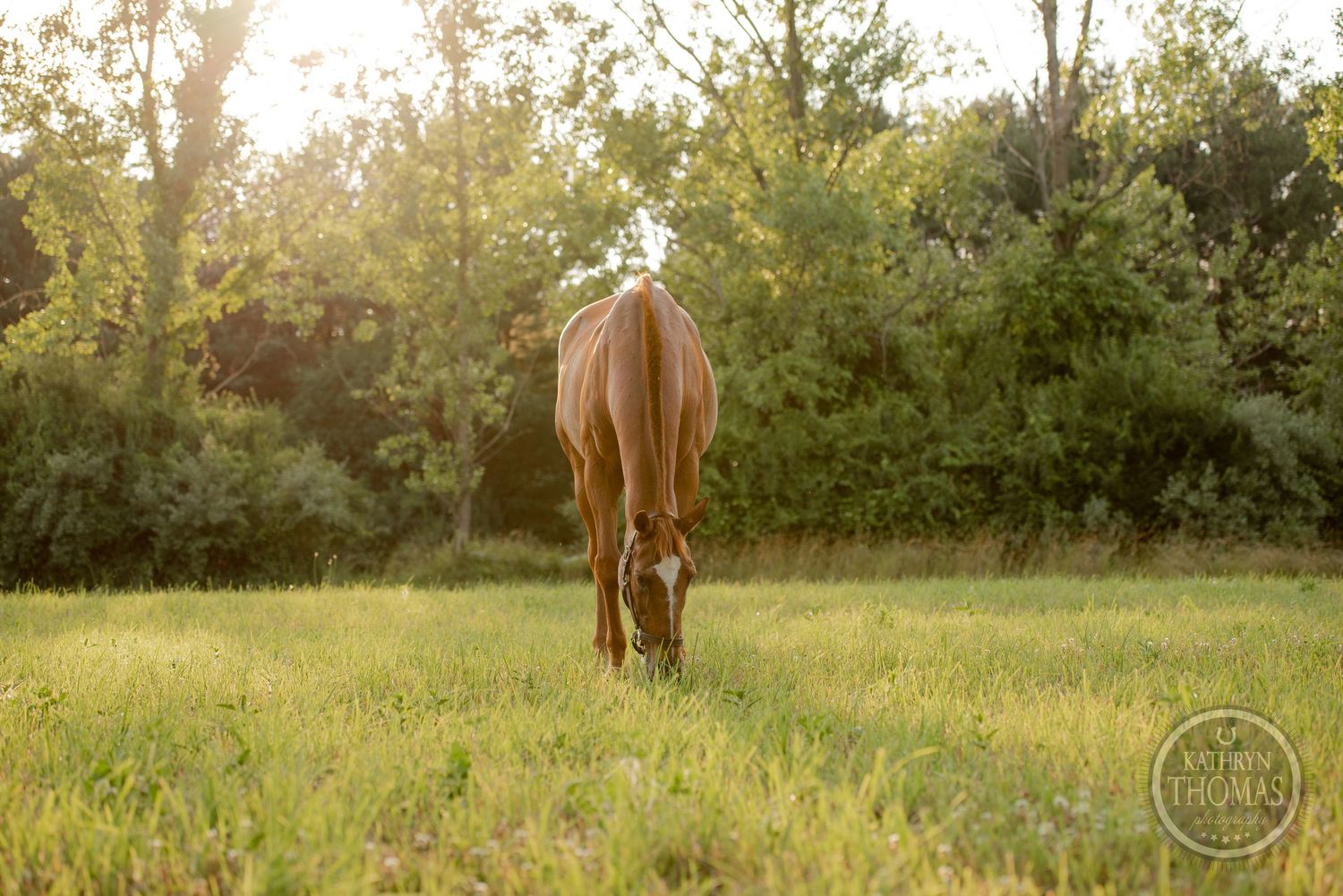 A brown horse grazes in a sunlit field with its back to the camera.