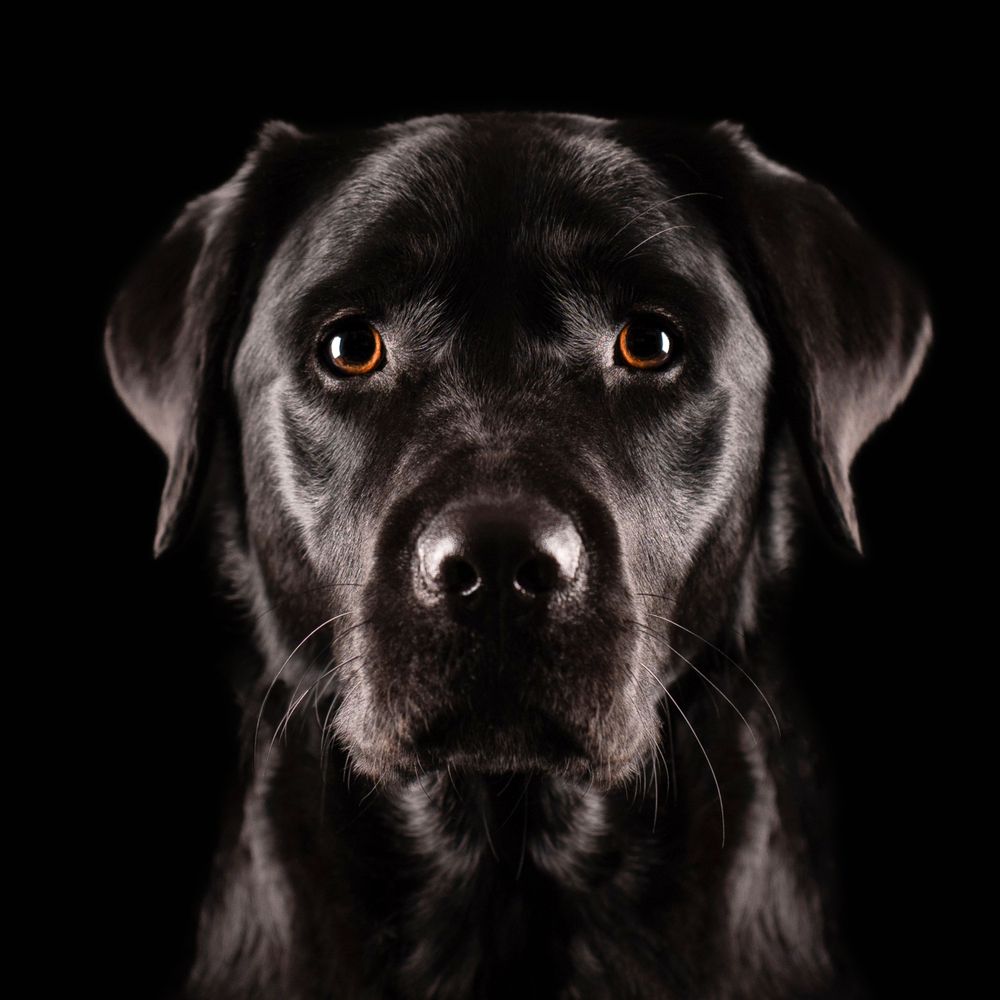 Artistieke foto van hondenkop. Hondenportret zwarte hond met zwarte achtergrond. Fotostudio Special Moments MvL, regio Den Bosch, Eindhoven