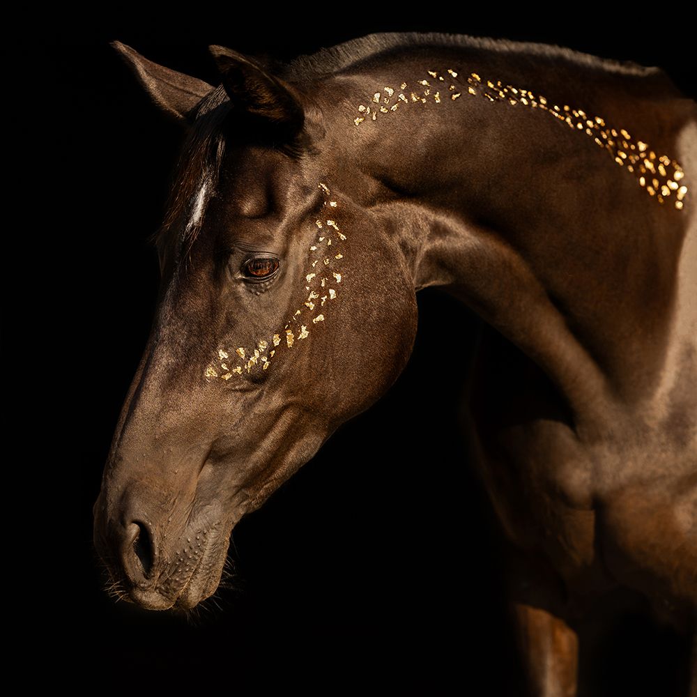 Fotoreportage paard met een zwarte achtergrond. Art foto met bladgoud. Foto gemaakt door paardenfotograaf Special Moments MvL uit Nistelrode