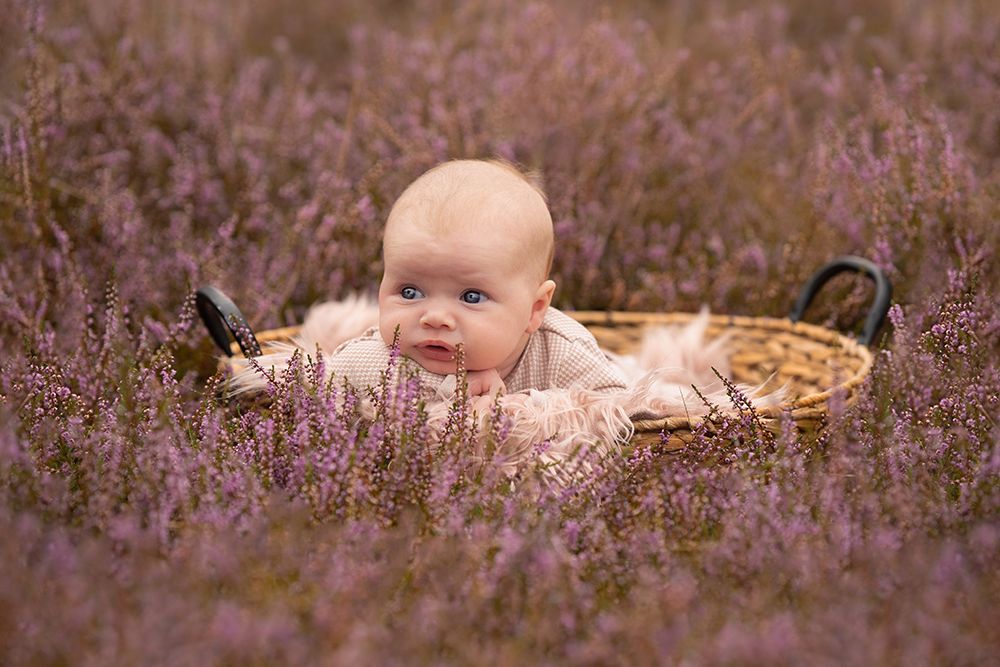 Fotoshoot baby tussen de paarse heide in het bos. Door babyfotograaf Special Moments MvL uit Nistelrode, Noord-Brabant.